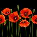 Winston Porter Red Poppies in a Row. - Wrapped Canvas Photograph Canvas in White | 36 H x 36 W x 1.25 D in | Wayfair