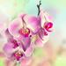 Ebern Designs Pink Orchid Flowers - Wrapped Canvas Photograph Canvas in Green/Pink/White | 12 H x 12 W x 1.25 D in | Wayfair