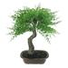 Northlight Seasonal 16" Green Mini Maple Artificial Bonsai Tree in a Pot Plastic in Brown | 16 H x 14 W x 11 D in | Wayfair 32915342