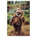 Star Wars: Return of the Jedi - Wicket W. Warrick Wall Poster 14.725 x 22.375 Framed