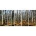 Design Art Shade from Sun in Autumn Forest 5 Piece Photographic Print on Wrapped Canvas Set