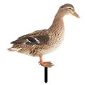 Mduoduo Edge Stool Duck Garden Decoration Balcony Decoration Fence Duck Garden Stake Garden Decoration Chicken Garden Figures Garden Statue Decor