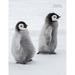 Baby Penguins Unruled Notebook: Unruled Blank Notebook. No Lines. No Page Numbers. Glossy Cover with Image on Front and Back. Full Size at 8.5 X 11 I