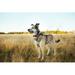 Ebern Designs Dog Standing In Grass by - Wrapped Canvas Photograph Canvas in Blue/Brown | 8 H x 12 W x 1.25 D in | Wayfair