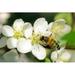 Gracie Oaks Witmer Bee on Apple Flowers by Jamesvancouver - Wrapped Canvas Photograph Metal in Green/White/Yellow | 32 H x 48 W x 1.25 D in | Wayfair