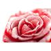 Ebern Designs Naguan Frozen Rose by Nick_Thompson - Wrapped Canvas Photograph Canvas in Red | 20 H x 30 W x 1.25 D in | Wayfair
