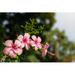 Bay Isle Home™ Beautiful Pink Hibiscus Flowers - Wrapped Canvas Photograph Canvas in Green/Pink | 8 H x 12 W x 1.25 D in | Wayfair