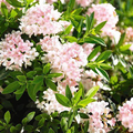 Rhododendron 'Nugget by Bloombux®', 10er-Set