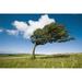 Posterazzi Wind-Swept Solitary Tree On Open Grassy Moorland Poster Print