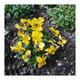 Viola Prince John x50 seeds Yellow, Hardy Perennial, Fairy Flower Seeds