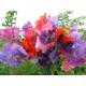 Sweet Pea Jazz Mixed, 25 seeds, vibrant blues, mauves, pinks and white