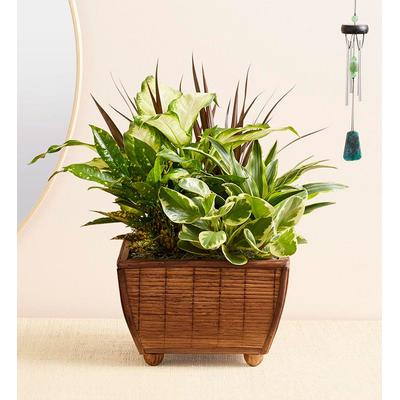 1-800-Flowers Plant Delivery Zen Dish Garden Large Plant W/ Windchime