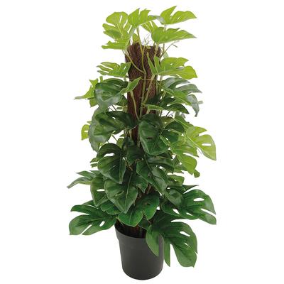 60Cm Cheese Plant 66 Leaves