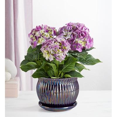 1-800-Flowers Plant Delivery Blissful Blooming Hydrangea Large Plant Purple