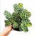 Urban Outfitters Other | Live Houseplant-Burle Marx Calathea Rooted Cutting | Color: Green | Size: Os