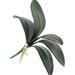 Artificial Green Phalaenopsis Orchid Leaves Latex Real Touch Plants Arrangement For Flowers Garden Bonsai Decoration