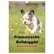 Französische Bulldoggen - Eine Bully Liebeserkärung (Wandkalender 2024 Din A4 Hoch), Calvendo Monatskalender