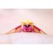 Gracie Oaks Rosy Maple Moth by Heather Burditt - Wrapped Canvas Photograph Canvas in White | 24 H x 36 W x 1.25 D in | Wayfair