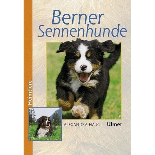 Berner Sennenhunde - Alexandra Haug