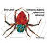 Die kleine Spinne spinnt und schweigt - Eric Carle