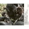 Berggorillas - Moutain Gorillas - Gorilles de Montagne - Jörg Hess