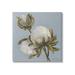 Stupell Industries Au-745-Canvas Cotton Flower Blooms On Canvas by Liz Jardine Painting Canvas in White | 36 H x 36 W x 1.5 D in | Wayfair