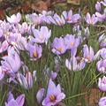 Crocus sativus (Saffron)