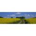 Panoramic Images Path in a field Germany Poster Print by Panoramic Images - 36 x 12