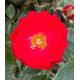Red Rascal - Patio Rose - Potted