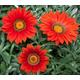 Gazania F1 Big Kiss Red X10 Seeds, Fairy Flower Seeds | M Bedding & Tub Plant