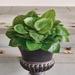 Hosta Plant Urn Filler - Grandin Road