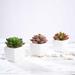 Set of 3 | Assorted Fake Succulents in Pot | 3 Assorted Mini Echeveria Artificial Plants with Pots