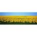 Panoramic Images Sunflower Field North Dakota USA Poster Print by Panoramic Images - 36 x 12