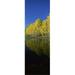 Panoramic Images Reflection of Aspen trees in a lake Colorado USA Poster Print by Panoramic Images - 12 x 36