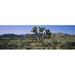 Panoramic Images Joshua trees on a landscape Joshua Tree National Monument California USA Poster Print by Panoramic Images - 36 x 12