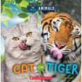 Wild World: Cat or Tiger (paperback) - by Brenna Maloney