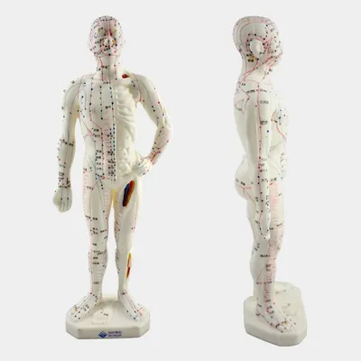 Modèle de moxibustion d'acupuncture de méridiens de médecine chinoise et anglaise mannequin de