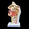 Modèle médical d'anatomie de gorge de cavité nasale anatomique humaine 4.7 × 4.7 × 9.5 pouces