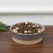 Park Life Designs Nordic Pet Bowl Porcelain/Stoneware (dishwasher safe)/Ceramic | 2.2 H x 6.5 W x 6.5 D in | Wayfair 14036DS