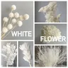 Weiße getrocknete Blumen Foto Hintergrund Wohnkultur Hochzeits dekoration getrocknete konservierte