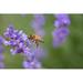 Gracie Oaks Chunta Flying Bee Metal in Indigo | 32 H x 48 W x 1.25 D in | Wayfair 0FB7FCA473BF4177A23D6FDFE55FDC85