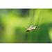 Gracie Oaks Emad Flying Dragonfly by Dennisvdw Canvas in White | 24 H x 36 W x 1.25 D in | Wayfair 61D84B45D0E14FFB820AFF4BC1BD0F14