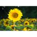 Rosalind Wheeler Accetta Sunflower On Canvas by Svphilon Photograph Metal in Green/Yellow | 32 H x 48 W x 1.25 D in | Wayfair