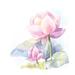 Winston Porter Watercolor Lotus On Canvas by Charactersforyour Painting Canvas in Pink | 12 H x 12 W x 1.25 D in | Wayfair