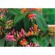 Lonicera Honeysuckle HenryII 9cm pot climbing plant, evergreen, fast climber