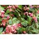 3x Salvia Pink Flowering Kisses And Wishes plug plants ornamental sage perennial