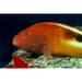 Close-Up Side View Of Blackside Hawkfish (Paracirrhites Forsteri) Above Reef Poster Print (38 x 24)