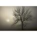 Silhouette Of A Tree And Sunlight Glowing Through Dense Fog At Sunrise; Oakfield Nova Scotia Canada by Irwin Barrett /