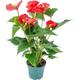 Bloomique - Anthurium 'Aristo' Red– Flamingo Plant - Plante d'intérieur - Entretien facile - ⌀12 cm