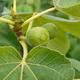 Thompson & Morgan 2 x Fig (Ficus) Carica (Green Fig) 9cm Pot